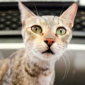 Meet your Posher, Rob